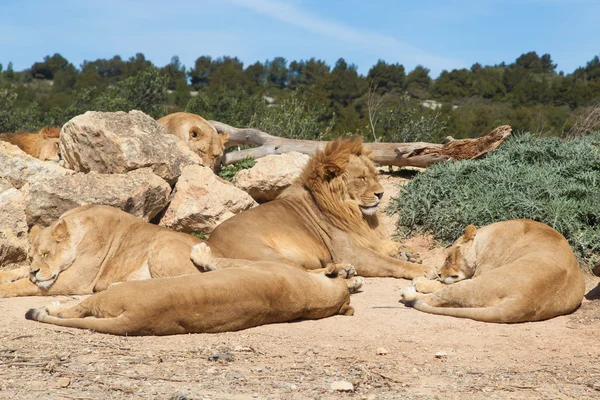 Pride of Lions — Stock Photo, Image