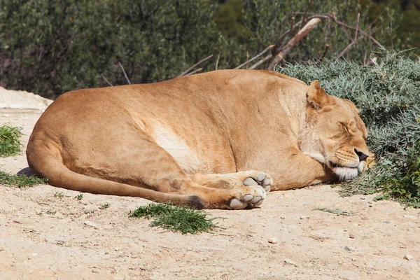 Спящая львица (Panthera leo ) — стоковое фото