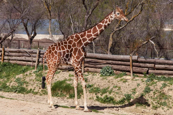 Somali giraffe (Giraffa camelopardalis reticulata) — Stock Photo, Image