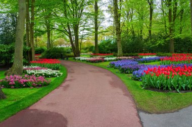 hollanda keukenhof parkta güzel bahar çiçekleri (holland)