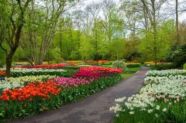 hollanda keukenhof parkta güzel bahar çiçekleri (holland)