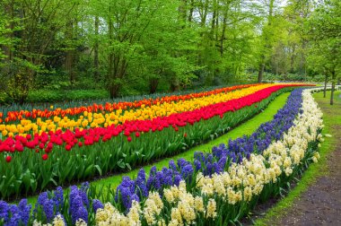 hollanda keukenhof parkta güzel bahar çiçekleri (holland)