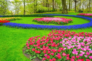 hollanda keukenhof parkta güzel bahar çiçekleri (holland)