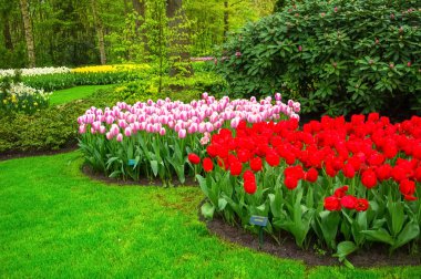 hollanda keukenhof parkta güzel bahar çiçekleri (holland)