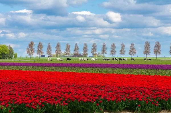 Campi di tulipani primaverili in Olanda, fiori colorati in Olanda — Foto Stock