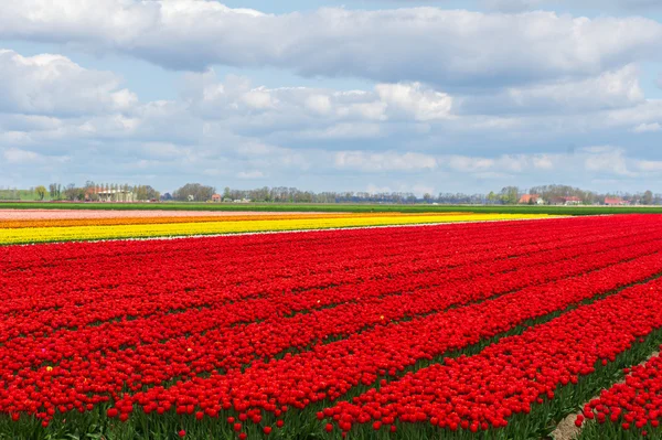 Jarní Tulipán pole v Holandsku, barevné květy v Nizozemsku — Stock fotografie