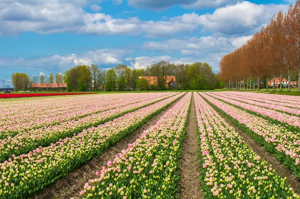 春季郁金香字段在荷兰，五颜六色的花朵在荷兰 — 图库照片