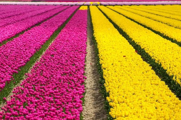 Навесні поля tulip в Голландії, барвисті квіти в Нідерландах — стокове фото