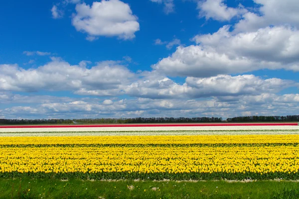 Wiosną pola tulipanów w Holandii, kolorowych kwiatów w Holandii — Zdjęcie stockowe