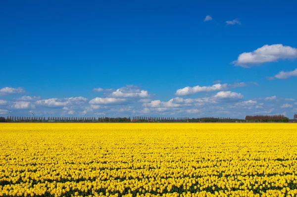 Spring tulip fields in Holland, colorful flowers in Netherlands — Stock Photo, Image