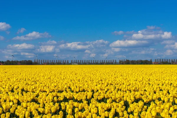 Campi di tulipani primaverili in Olanda, fiori colorati in Olanda — Foto Stock