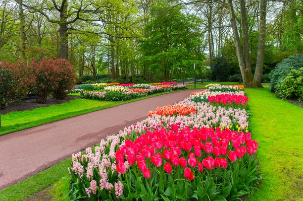 Vackra vårblommor i keukenhof parken i Nederländerna (holland) — Stockfoto