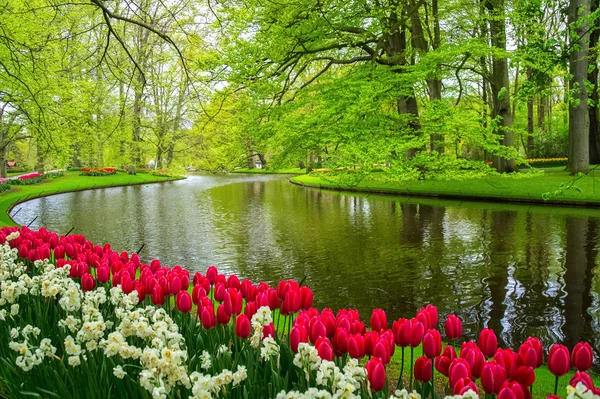 Lindas flores da primavera perto de lagoa em Keukenhof parque na Holanda (Holanda ) — Fotografia de Stock