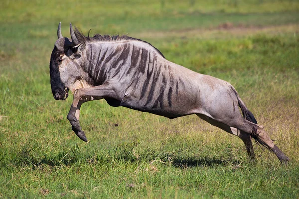 Gnoe springen, antelope uitgevoerd in de Afrikaanse savanne in national park, Kenia, Afrika — Stockfoto