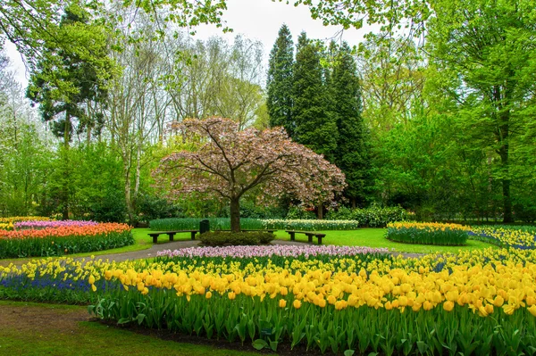Piękne wiosenne kwiaty w parku keukenhof w Holandii (Holandia) — Zdjęcie stockowe