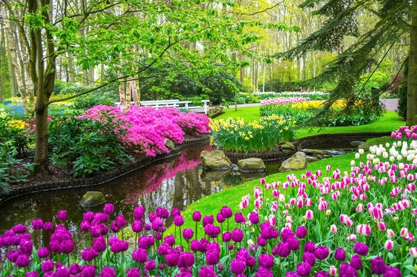 Prachtige Lentebloemen in de buurt van de vijver in het park Keukenhof in Nederland (Holland) — Stockfoto