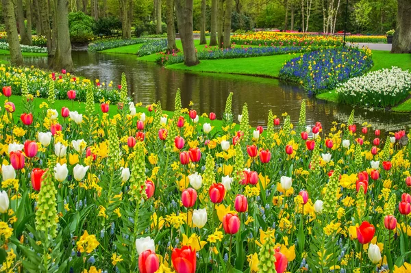 Hollanda (Hollanda Keukenhof parkta gölet yakınındaki güzel bahar çiçekleri)