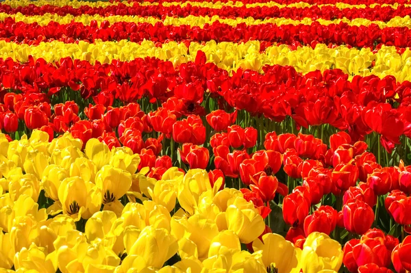 Krásný jarní květiny v parku keukenhof v Nizozemí (Holandsko) — Stock fotografie