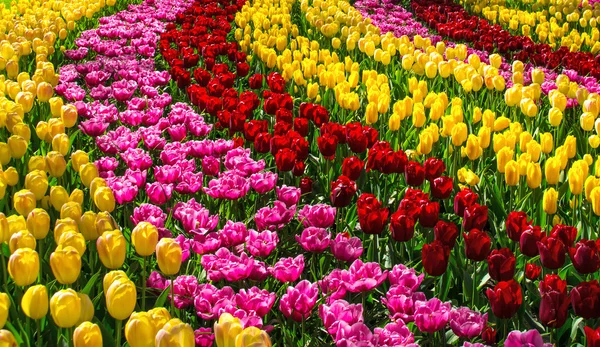 Beautiful spring flowers in Keukenhof park in Netherlands (Holland) — Stock Photo, Image