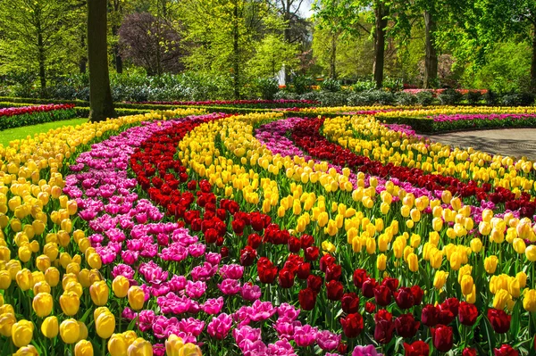 Красивые весенние цветы в парке Кеукенхоф в Нидерландах (Голландия) ) — стоковое фото