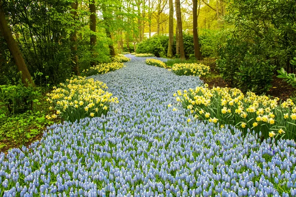 Bellissimi fiori primaverili nel parco Keukenhof nei Paesi Bassi (Olanda ) — Foto Stock