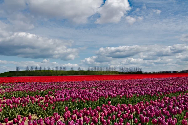 Beautiful tulips field in Holland, Netherlands — Stock Photo, Image