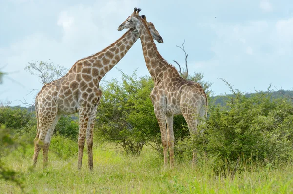 Jirafas en la sabana, Parque Nacional Kruger, Sudáfrica —  Fotos de Stock