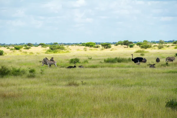 Afrikanische Savannenlandschaft, Südafrika — Stockfoto