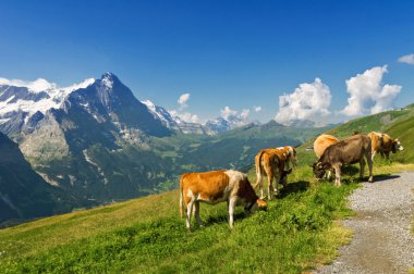 Güzel pastoral Alp, yatay, inek, Alp Dağları ve kırsal kesimde yaz, İsviçre