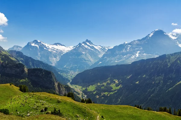 Красивый идиллический пейзаж Альп с горами летом, Швейцария — стоковое фото