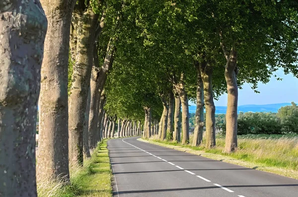 夏の美しいシマウマの木の路地と道路 南フランス — ストック写真