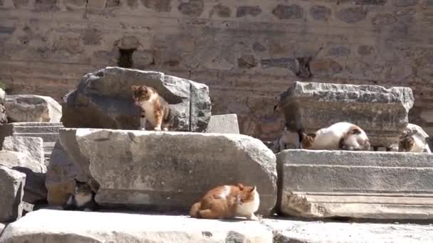 Chats Ephèse Efes Ruines Villes Anciennes Turquie — Video