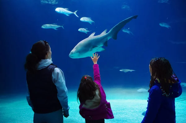 Silhouettes Mother Kids Oceanarium Family Children Looking Shark Fishes Aquarium — Stock Photo, Image