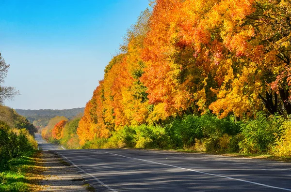 Sonbaharda Orman Yolu Asfalt Yolu Manzaralı Altın Sonbahar Ormanı Sarı — Stok fotoğraf