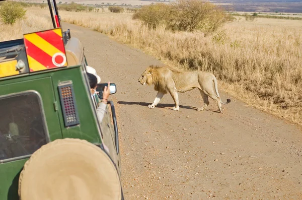 Safari in Africa, tourists in safari car watching lion on wildlife drive in african savanna