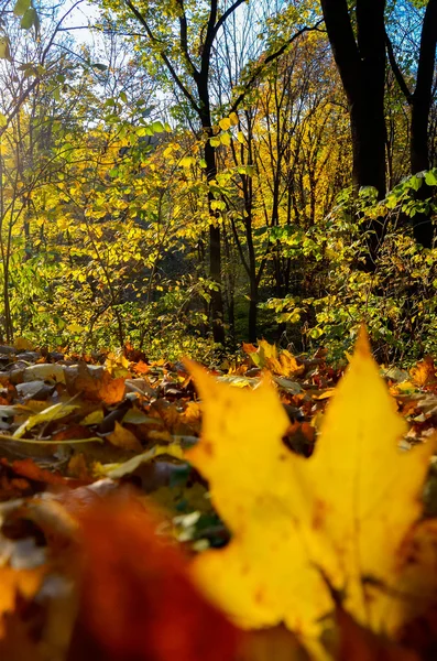 Sonbahar ormanı — Stok fotoğraf