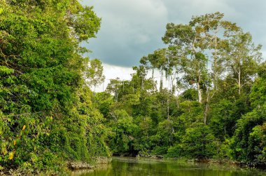 Kinabatangan nehir, Malezya