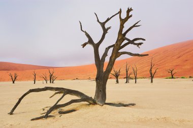 Ağaçlar ve peyzaj ölü Vlei çöl, Namibya