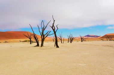 Trees and landscape of Dead Vlei desert, Namibia clipart