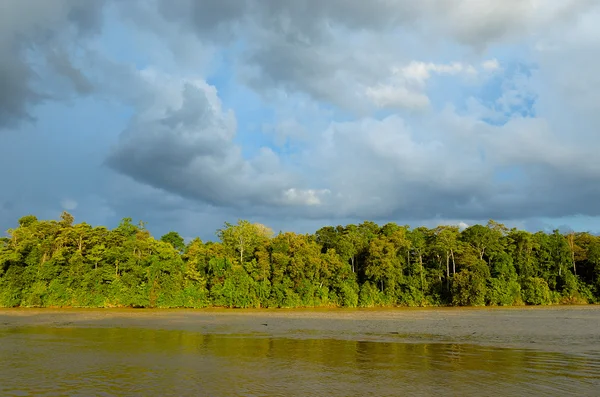 Fiume Kinabatangan, Malesia — Foto Stock