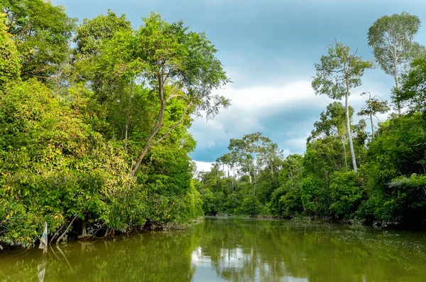 Kinabatangan nehir, Malezya — Stok fotoğraf