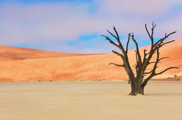 Trees and landscape of Dead Vlei desert, Namibia — Stock Photo, Image