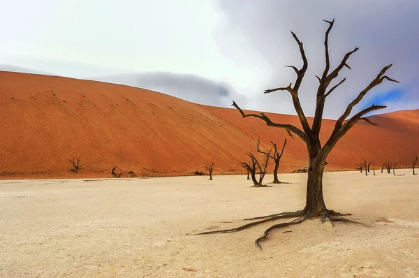 Ağaçlar ve peyzaj ölü Vlei çöl, Namibya — Stok fotoğraf