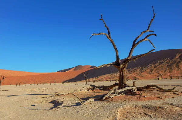 Ağaçlar ve peyzaj ölü Vlei çöl, Namibya