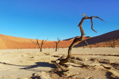 Ağaçlar ve peyzaj ölü Vlei çöl, Namibya