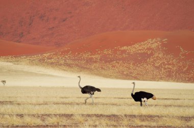 Çöl manzarası ile ostrichs, Namib Çölü Afrika savana ve dunes