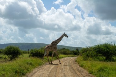 Zürafa geçerken yol Kruger Milli Parkı içinde