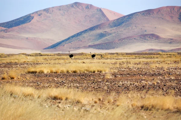 Afrikaanse savanne en duinen woestijn landschap met ostrichs, Namib woestijn — Stockfoto
