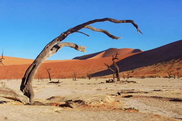 Stromy a krajina Dead Vlei pouště, Namibie — Stock fotografie