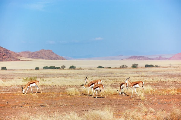 Afrikaanse savanne en duinen woestijn landschap met antilopen — Stockfoto